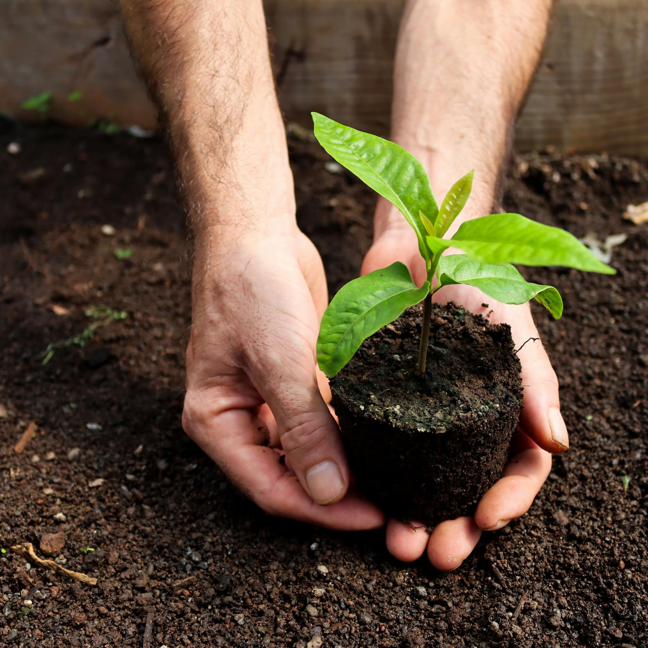 Close-up of a person's hands gently holding a small green seedling with its roots in a compact soil plug, positioned just above dark, cultivated earth.