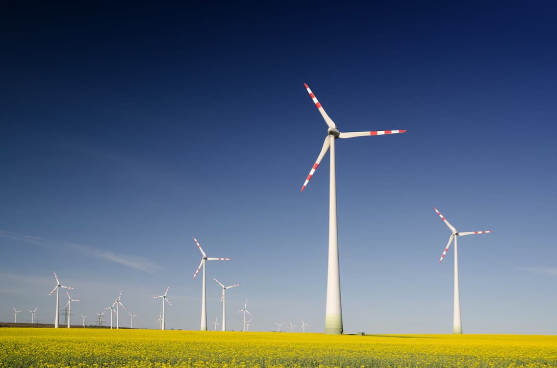 A wind farm with multiple tall, white turbines stands in a vast, bright yellow field of flowering plants.
